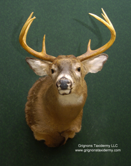 grignons taxidermy studio 